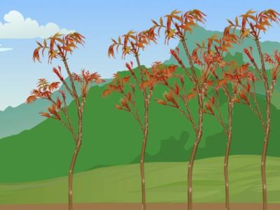 院子里可以種香椿樹(shù)嗎 種植香椿樹(shù)的注意事項(xiàng)