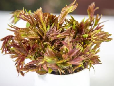 香椿芽的功效與作用 適合驚蟄節氣吃的蔬菜