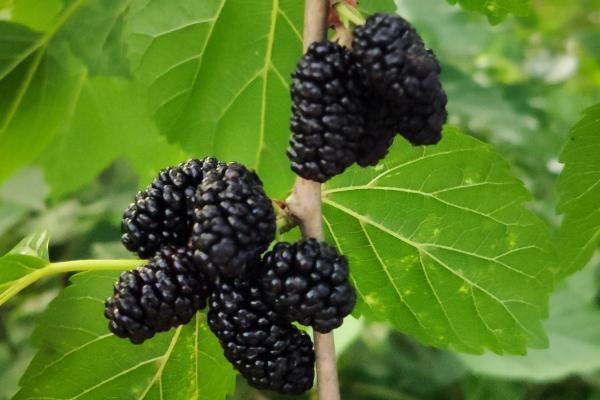 女人每晚喝一杯桑葚酒的好處 桑葚干的吃法-易網<a href=http://www.xllyou.com/ target=_blank class=infotextkey>健康養生</a>網 女人每晚喝一杯桑葚酒的好處 桑葚干的吃法