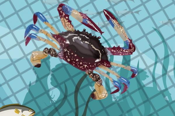 上午買的梭子蟹到晚上吃怎么保存 吃梭子蟹需要注意什么-易網健康<a href=http://www.xllyou.com/jkys/ target=_blank class=infotextkey>養生</a>網 上午買的梭子蟹到晚上吃怎么保存 吃梭子蟹需要注意什么