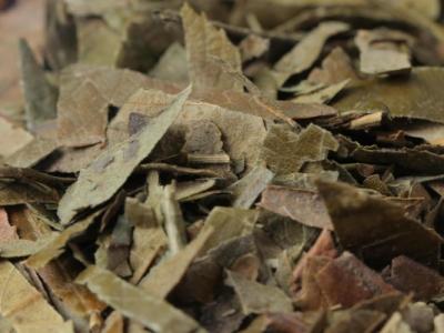 孕婦可以喝枇杷葉煮水嗎 枇杷葉煮水喝了有什么好處