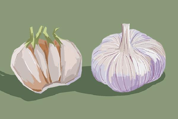 夏季新鮮大蒜怎么長期保存 夏季保存新鮮大蒜的方法-易網健康<a href=http://www.xllyou.com/jkys/ target=_blank class=infotextkey>養生</a>網 夏季新鮮大蒜怎么長期保存 夏季保存新鮮大蒜的方法