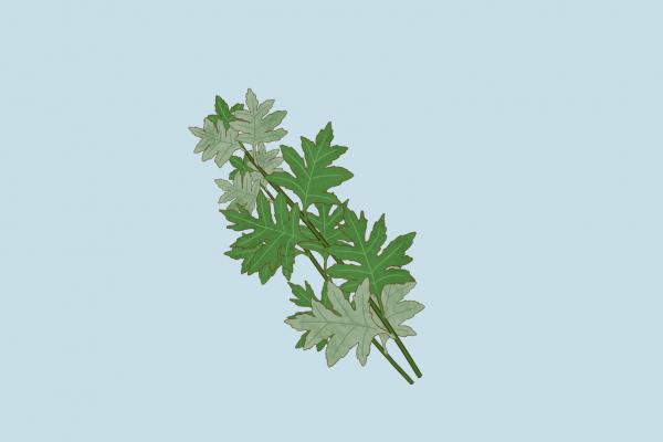 艾葉和大棗泡水喝能祛濕嗎 艾葉和大棗泡水喝的方法-易網(wǎng)健康<a href=http://www.xllyou.com/jkys/ target=_blank class=infotextkey>養(yǎng)生</a>網(wǎng) 艾葉和大棗泡水喝能祛濕嗎 艾葉和大棗泡水喝的方法