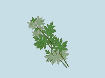 艾葉和大棗泡水喝能祛濕嗎 艾葉和大棗泡水喝的方法