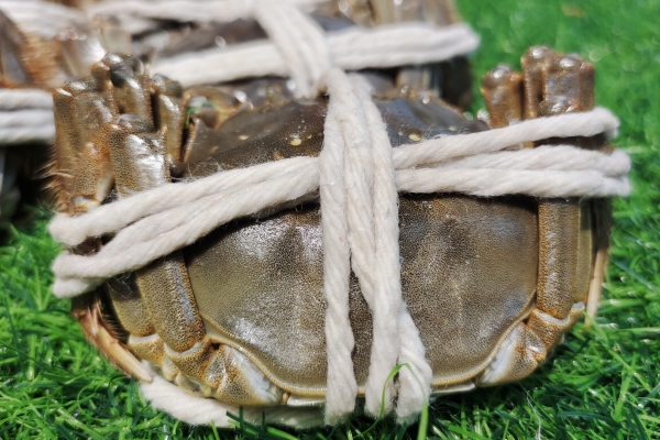 大閘蟹為什么用蒸不用水煮 蒸螃蟹相較于煮螃蟹的好處-易網<a href=http://www.xllyou.com/ target=_blank class=infotextkey>健康養生</a>網 大閘蟹為什么用蒸不用水煮 蒸螃蟹相較于煮螃蟹的好處