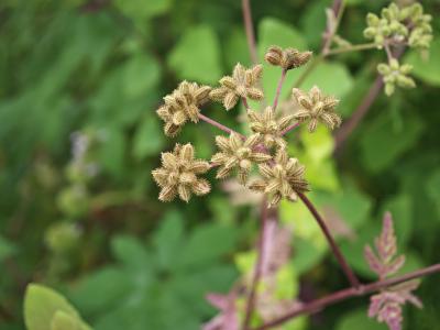 三伏天出伏后該怎么養生 出伏養生的注意事項
