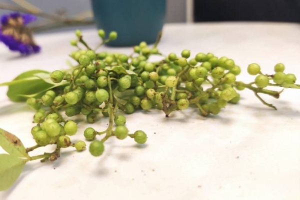 祛濕泡腳可以加什么東西 泡腳加什么輔助祛濕氣