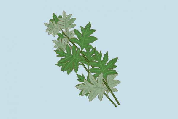 祛濕泡腳可以加什么東西 泡腳加什么輔助祛濕氣