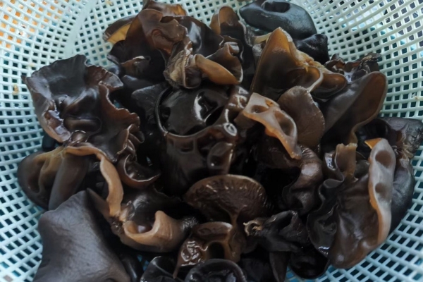 黑木耳怎么泡發(fā)最好 泡發(fā)黑木耳需要注意什么-易網(wǎng)<a href=http://www.xllyou.com/ target=_blank class=infotextkey>健康養(yǎng)生</a>網(wǎng) 黑木耳怎么泡發(fā)最好 泡發(fā)黑木耳需要注意什么