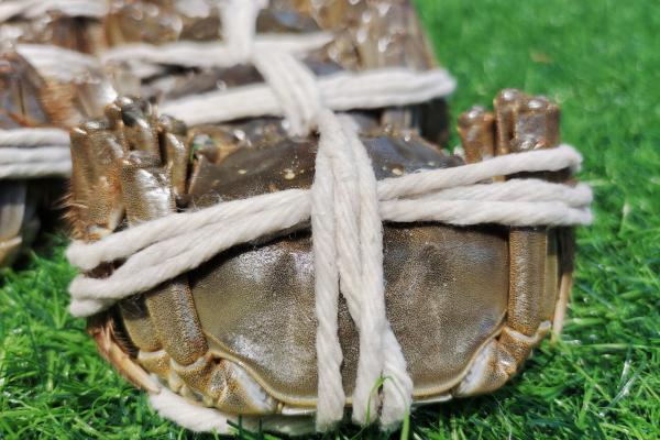 死大閘蟹螃蟹不能吃嗎 冷凍的死螃蟹能吃不-易網健康<a href=http://www.xllyou.com/jkys/ target=_blank class=infotextkey>養生</a>網 死大閘蟹螃蟹不能吃嗎 冷凍的死螃蟹能吃不