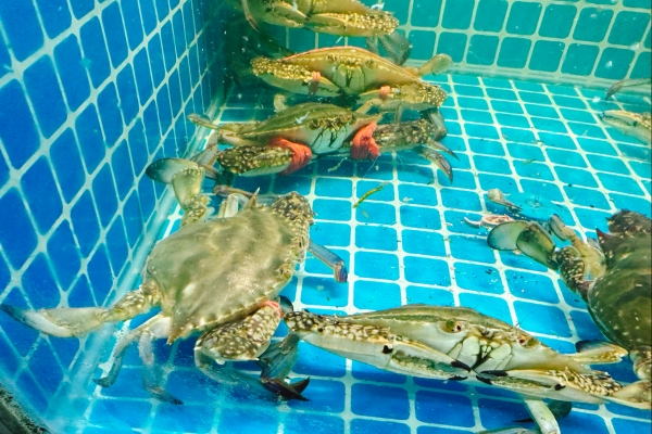 梭子蟹什么季節最好吃 公梭子蟹怎么挑選-易網健康<a href=http://www.xllyou.com/jkys/ target=_blank class=infotextkey>養生</a>網 梭子蟹什么季節最好吃 公梭子蟹怎么挑選