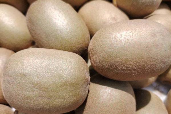 獼猴桃保鮮及儲(chǔ)存方法 獼猴桃的營(yíng)養(yǎng)價(jià)值-易網(wǎng)健康<a href=http://www.xllyou.com/jkys/ target=_blank class=infotextkey>養(yǎng)生</a>網(wǎng) 獼猴桃保鮮及儲(chǔ)存方法 獼猴桃的營(yíng)養(yǎng)價(jià)值