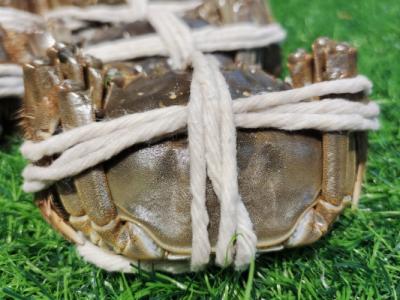 大閘蟹為什么不能放水里養(yǎng) 大閘蟹怎么清洗干凈