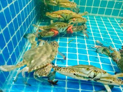 梭子蟹什么季節最好吃 公梭子蟹怎么挑選