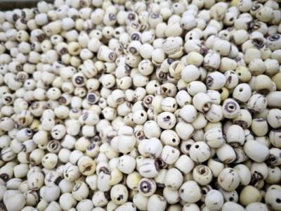 蓮子心和什么搭配泡水喝最好 蓮子心配什么不傷脾胃