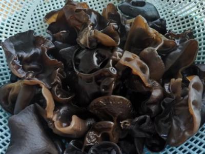 黑木耳泡多久有毒不能吃了 黑木耳怎么泡發好