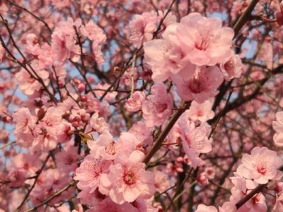 臘梅花可以泡水喝嗎 臘梅花怎么泡水喝