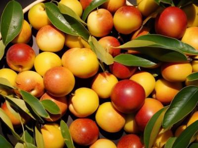 冬棗熱量高嗎減肥可以吃嗎 幾個(gè)冬棗等于一碗米飯