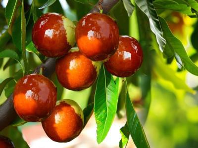 冬棗上火還是降火 冬棗怎么保存時(shí)間長