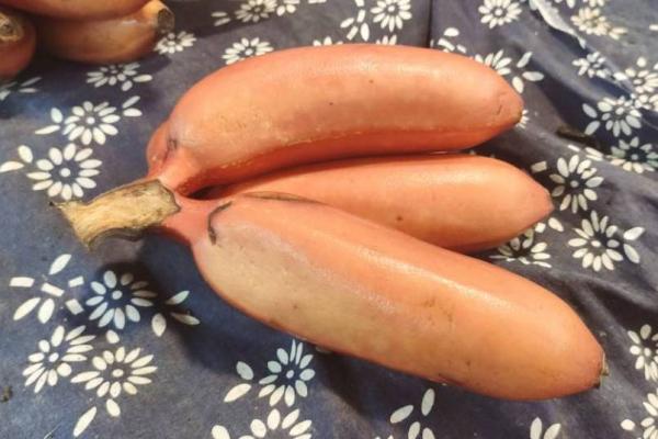 膽結(jié)石能不能吃香蕉-易網(wǎng)健康<a href=http://www.xllyou.com/jkys/ target=_blank class=infotextkey>養(yǎng)生</a>網(wǎng) 膽結(jié)石能不能吃香蕉