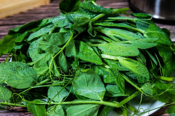 豌豆尖煮多久-易網<a href=http://www.xllyou.com/ target=_blank class=infotextkey>健康養生</a>網 豌豆尖煮多久