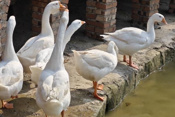 膽結石能不能吃鵝-易網<a href=http://www.xllyou.com/ target=_blank class=infotextkey>健康養生</a>網 膽結石能不能吃鵝