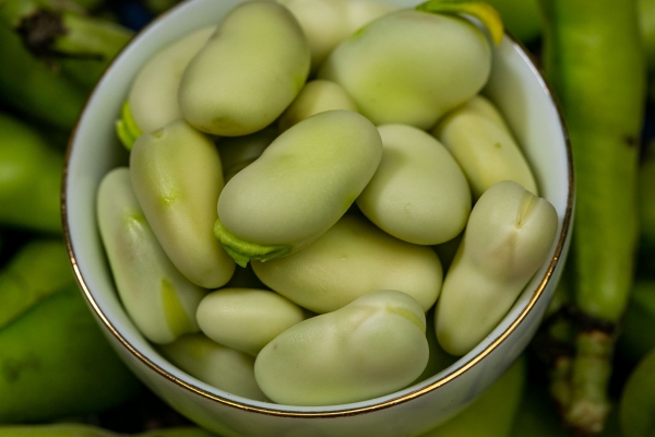 干蠶豆的功效與作用、禁忌和食用方法-易網(wǎng)<a href=http://www.xllyou.com/ target=_blank class=infotextkey>健康養(yǎng)生</a>網(wǎng) 干蠶豆的功效與作用、禁忌和食用方法