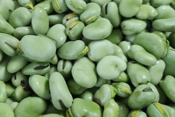 干蠶豆的功效與作用、禁忌和食用方法-易網(wǎng)健康<a href=http://www.xllyou.com/jkys/ target=_blank class=infotextkey>養(yǎng)生</a>網(wǎng) 干蠶豆的功效與作用、禁忌和食用方法