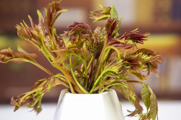 香椿芽有什么營養價值