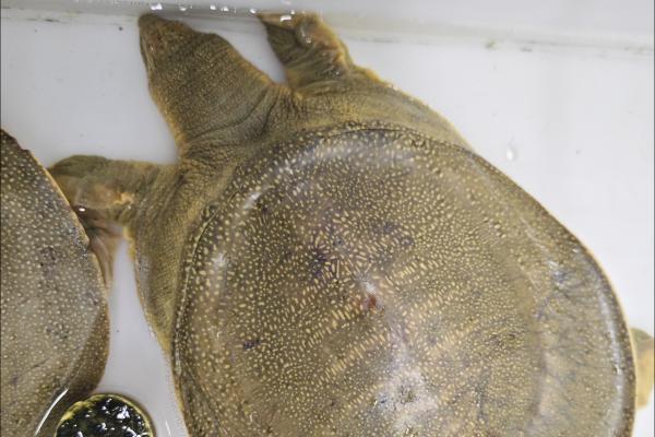 寶寶能吃甲魚(yú)嗎