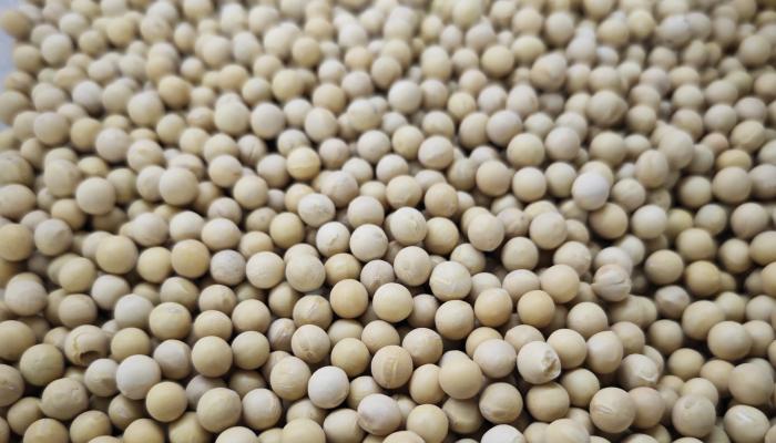 大豆低聚糖的作用與功效-易網<a href=http://www.xllyou.com/ target=_blank class=infotextkey>健康養生</a>網 大豆低聚糖的作用與功效