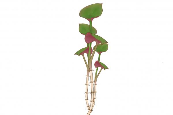 折耳葉子的功效與作用、禁忌和食用方法-易網健康<a href=http://www.xllyou.com/jkys/ target=_blank class=infotextkey>養生</a>網 折耳葉子的功效與作用、禁忌和食用方法