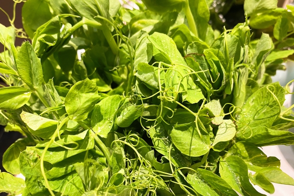 豌豆尖怎么做好吃-易網(wǎng)健康養(yǎng)生網(wǎng) 豌豆尖怎么做好吃