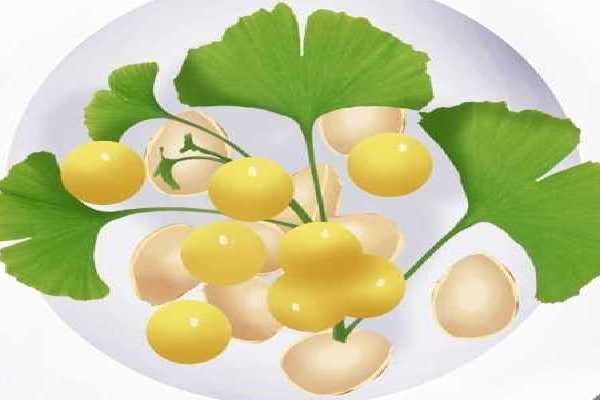 白果的功效與作用、禁忌和食用方法-易網(wǎng)健康<a href=http://www.xllyou.com/jkys/ target=_blank class=infotextkey>養(yǎng)生</a>網(wǎng) 白果的功效與作用、禁忌和食用方法