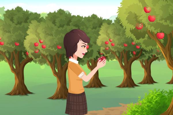 野蘋果的功效與作用、禁忌和食用方法