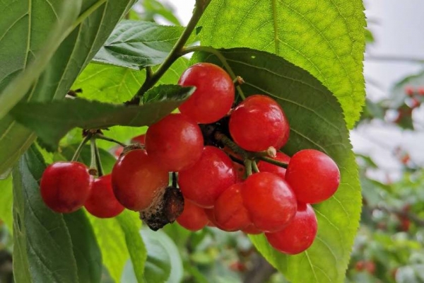 櫻桃的功效與作用、禁忌和食用方法-易網健康養生網 櫻桃的功效與作用、禁忌和食用方法