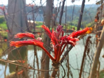 香椿芽有什么營(yíng)養(yǎng)價(jià)值