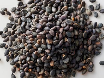 黑芝麻的功效與作用、禁忌和食用方法
