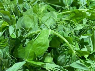 豌豆尖怎么做好吃