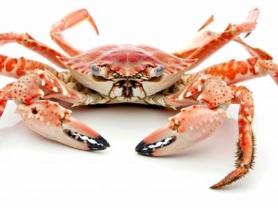 怎樣吃螃蟹比較好?