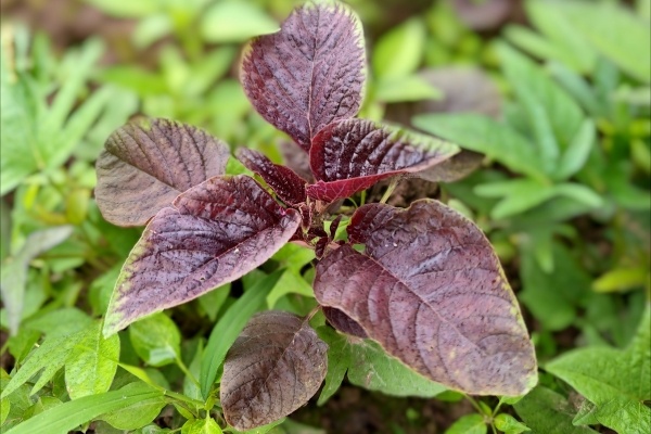 馬莧菜的功效與作用、禁忌和食用方法-易網<a href=http://www.xllyou.com/ target=_blank class=infotextkey>健康養生</a>網 馬莧菜的功效與作用、禁忌和食用方法