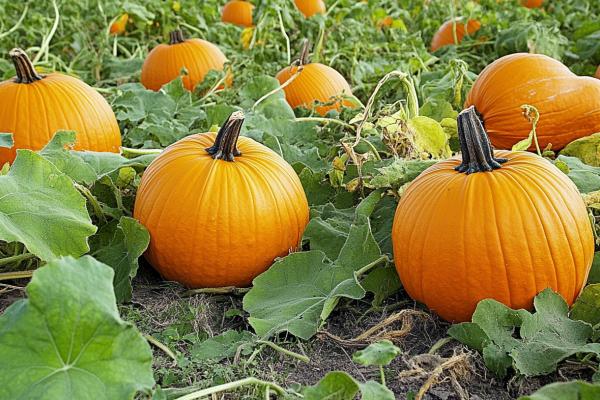 南瓜藤的功效與作用、禁忌和食用方法