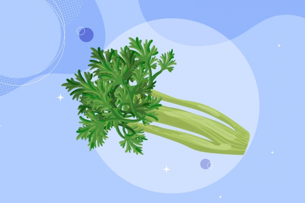 香芹的功效與作用、禁忌和食用方法-易網<a href=http://www.xllyou.com/ target=_blank class=infotextkey>健康養生</a>網 香芹的功效與作用、禁忌和食用方法