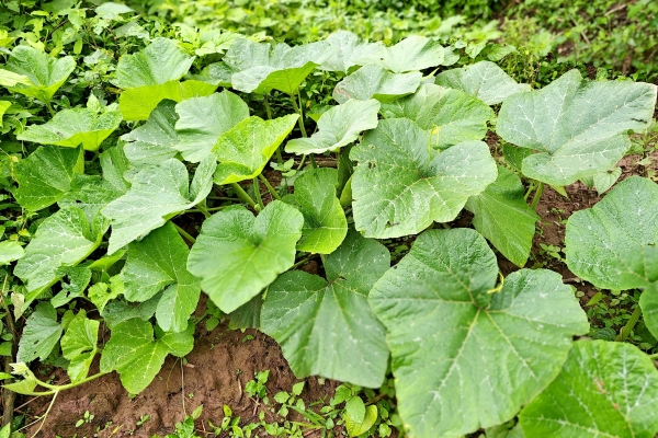 南瓜藤的功效與作用、禁忌和食用方法