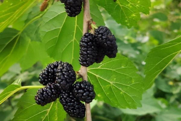 桑葚泡水喝的功效與作用、禁忌和食用方法