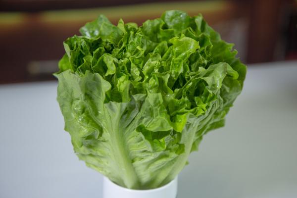 圓生菜的功效與作用、禁忌和食用方法-易網(wǎng)健康<a href=http://www.xllyou.com/jkys/ target=_blank class=infotextkey>養(yǎng)生</a>網(wǎng) 圓生菜的功效與作用、禁忌和食用方法