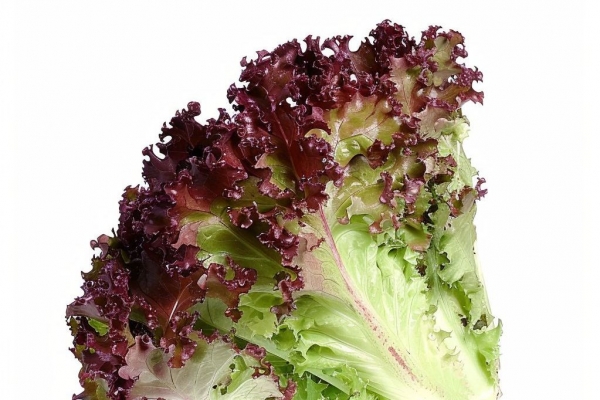 圓生菜的功效與作用、禁忌和食用方法-易網(wǎng)健康養(yǎng)生網(wǎng) 圓生菜的功效與作用、禁忌和食用方法