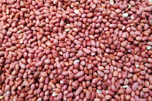 黑花生的功效與作用、禁忌和食用方法-易網(wǎng)健康養(yǎng)生網(wǎng) 黑花生的功效與作用、禁忌和食用方法