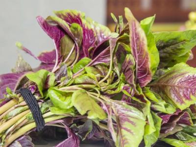 馬莧菜的功效與作用、禁忌和食用方法