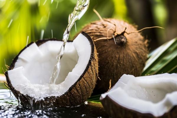 海底椰的功效與作用、禁忌和食用方法-易網健康<a href=http://www.xllyou.com/jkys/ target=_blank class=infotextkey>養生</a>網 海底椰的功效與作用、禁忌和食用方法